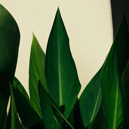 Kalypso Studio Resorts 2* Кавос